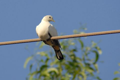 Pied Imperial-Pigeon (Ducula bicolor)